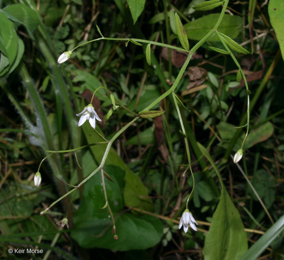 Image of Marsh Bellflower