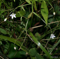 Image of Marsh Bellflower