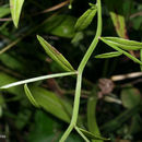 Image de Campanula aparinoides Pursh