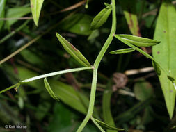 Image of Marsh Bellflower