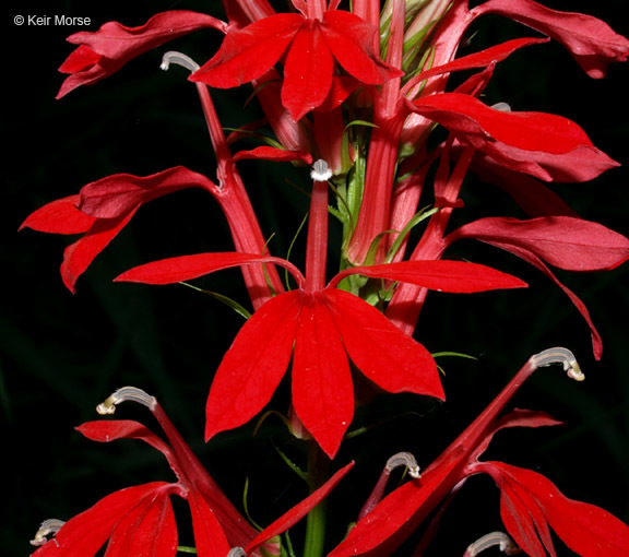 Image of Cardinal Flower