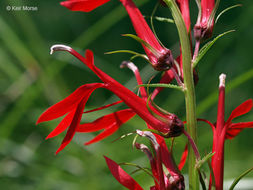 Image of Cardinal Flower