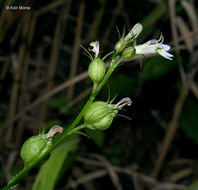 Image of Indian-tobacco