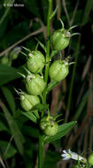 Image of Indian-tobacco