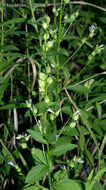 Image of Indian-tobacco