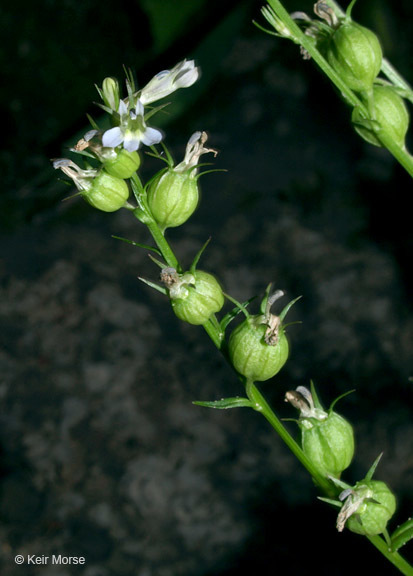 Image of Indian-tobacco