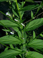 Image of Indian-tobacco