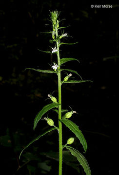 Lobelia inflata L. resmi