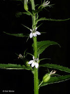 Image of Indian-tobacco