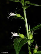 Image of Indian-tobacco