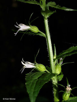 Imagem de Lobelia inflata L.