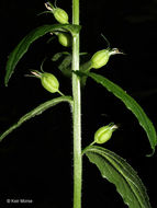 Image of Indian-tobacco