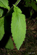 Image of Indian-tobacco