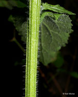 Image of Indian-tobacco