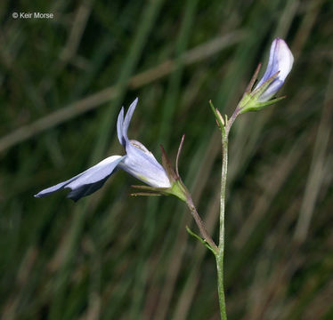 Image of Kalm's Lobelia