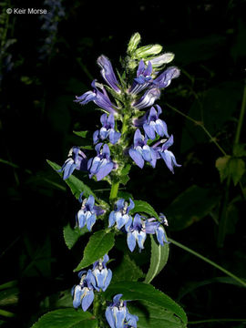 Image of <i>Lobelia <i>siphilitica</i></i> var. siphilitica