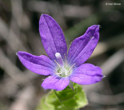 Image of <i>Triodanis <i>perfoliata</i></i> var. perfoliata