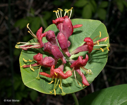 Lonicera dioica L.的圖片