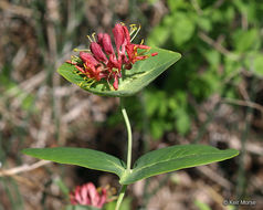 Image of limber honeysuckle