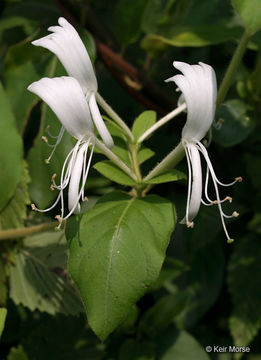 Слика од Lonicera japonica Thunb.