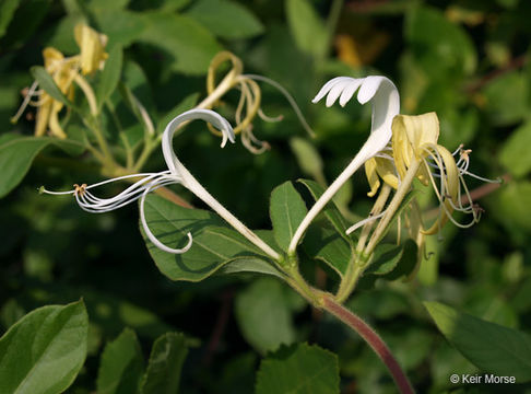 Слика од Lonicera japonica Thunb.