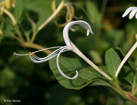 Imagem de Lonicera japonica Thunb.