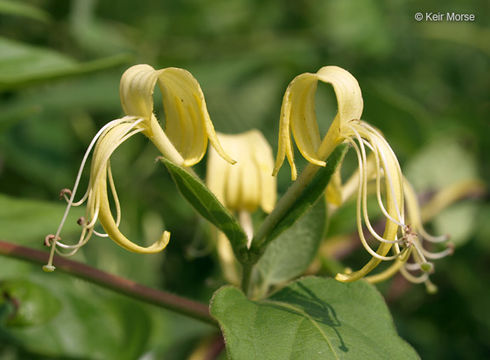 Слика од Lonicera japonica Thunb.