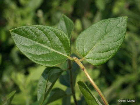 Imagem de Lonicera japonica Thunb.