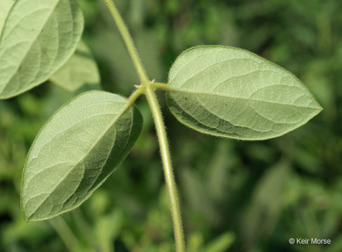 Imagem de Lonicera japonica Thunb.