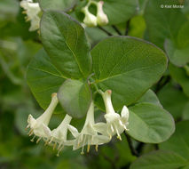 Слика од Lonicera utahensis S. Wats.