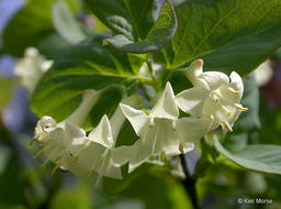 Слика од Lonicera utahensis S. Wats.