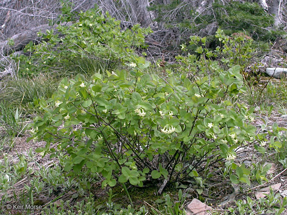 Слика од Lonicera utahensis S. Wats.