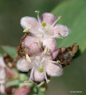Image of western snowberry