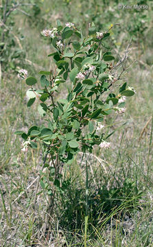 Image of western snowberry