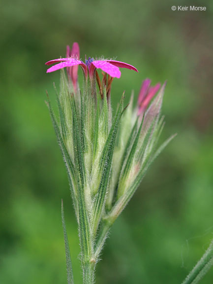 Image of Deptford Pink