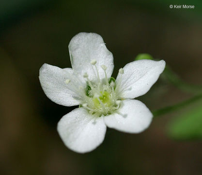 Plancia ëd Moehringia lateriflora (L.) Fenzl