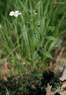 Image of Grove Sandwort