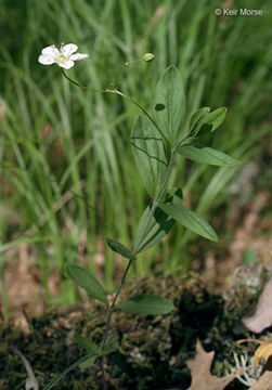 Imagem de Moehringia lateriflora (L.) Fenzl