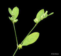 Image of smooth forked nailwort