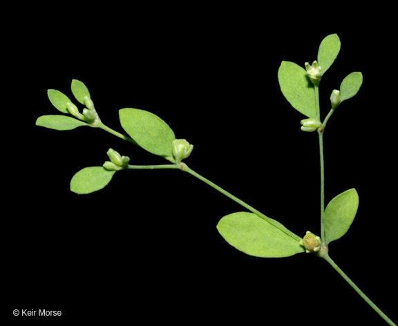 Image of smooth forked nailwort