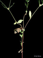 Image of smooth forked nailwort