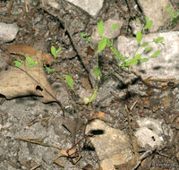 Image of smooth forked nailwort