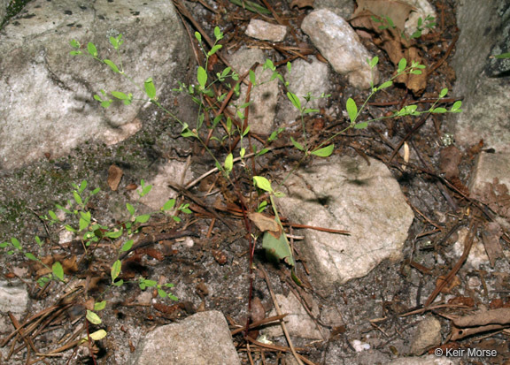 Image of smooth forked nailwort