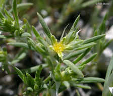 Image of spreading nailwort