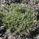 Image of spreading nailwort