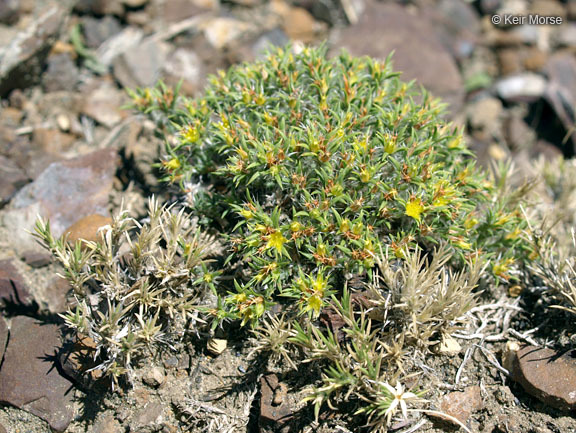 Слика од Paronychia sessiliflora Nutt.