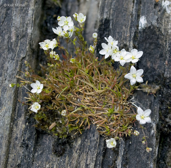 Image of knotted pearlwort