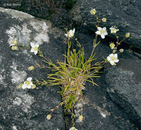 Image of knotted pearlwort