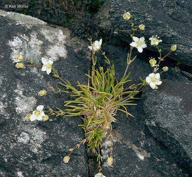 صورة Sagina nodosa subsp. borealis G. E. Crow