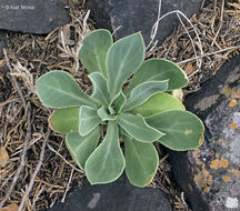 Image of <i>Silene csereii</i>